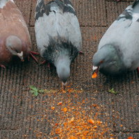 潰されたお菓子に群がる鳩たちの必死の食事風景の写真