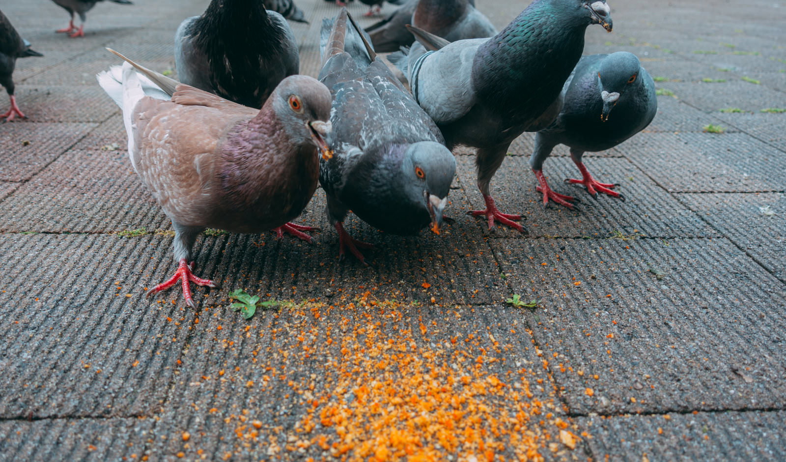 舗装路に撒かれた餌に群がる複数の鳩が必死に食べている