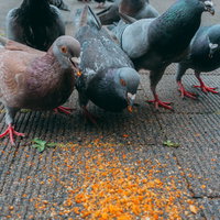 鳩に餌をあげると群がる必死の光景、舗装路での食べ物をめぐる競争の写真