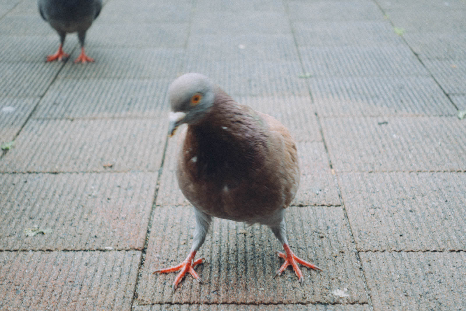 舗装道路の上を歩く赤い足の鳩
