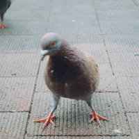 舗装道路を歩く鳩の写真