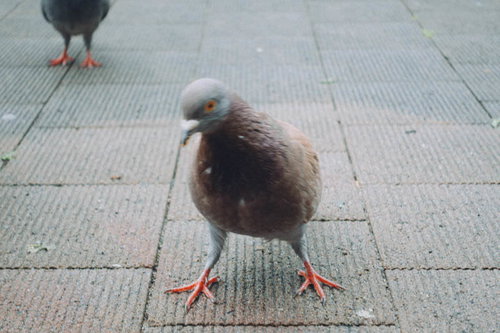 舗装道路を歩く鳩
