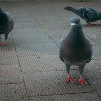 舗装道路に集まった複数の鳩たちの写真