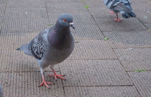 舗装道路の上で餌をもらえないかと様子を見ている鳩