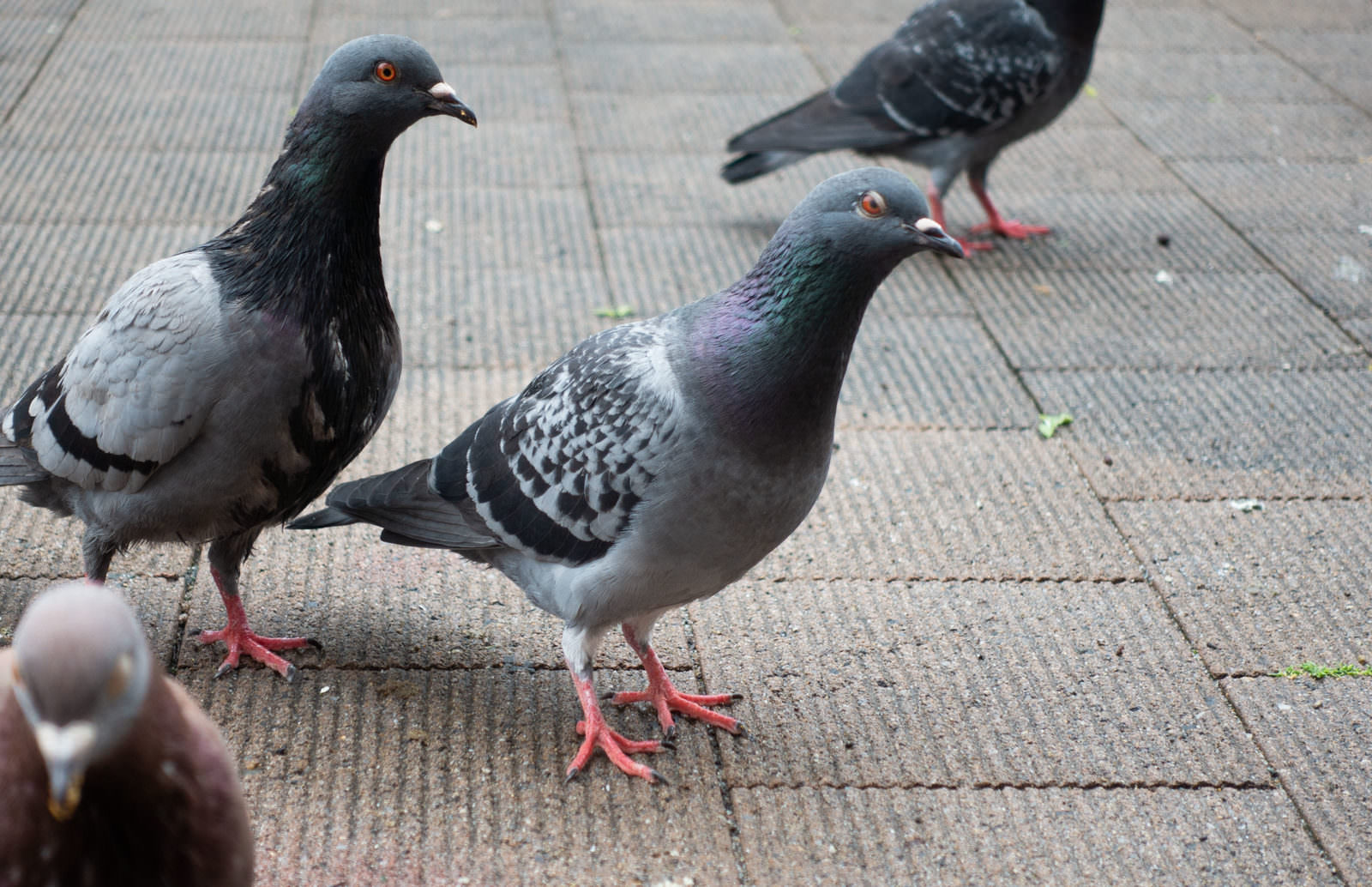 舗装された地面に立つ複数の鳩。赤い眼で正面を向いている