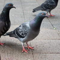 人類にキレ気味の鳩たちの写真