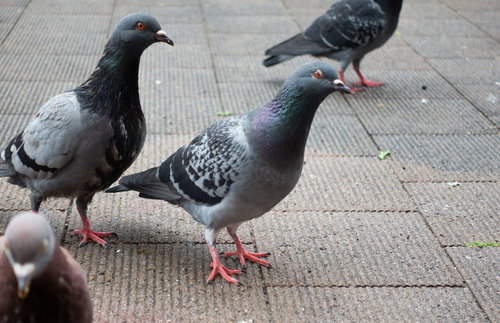 人類にキレ気味の鳩たち