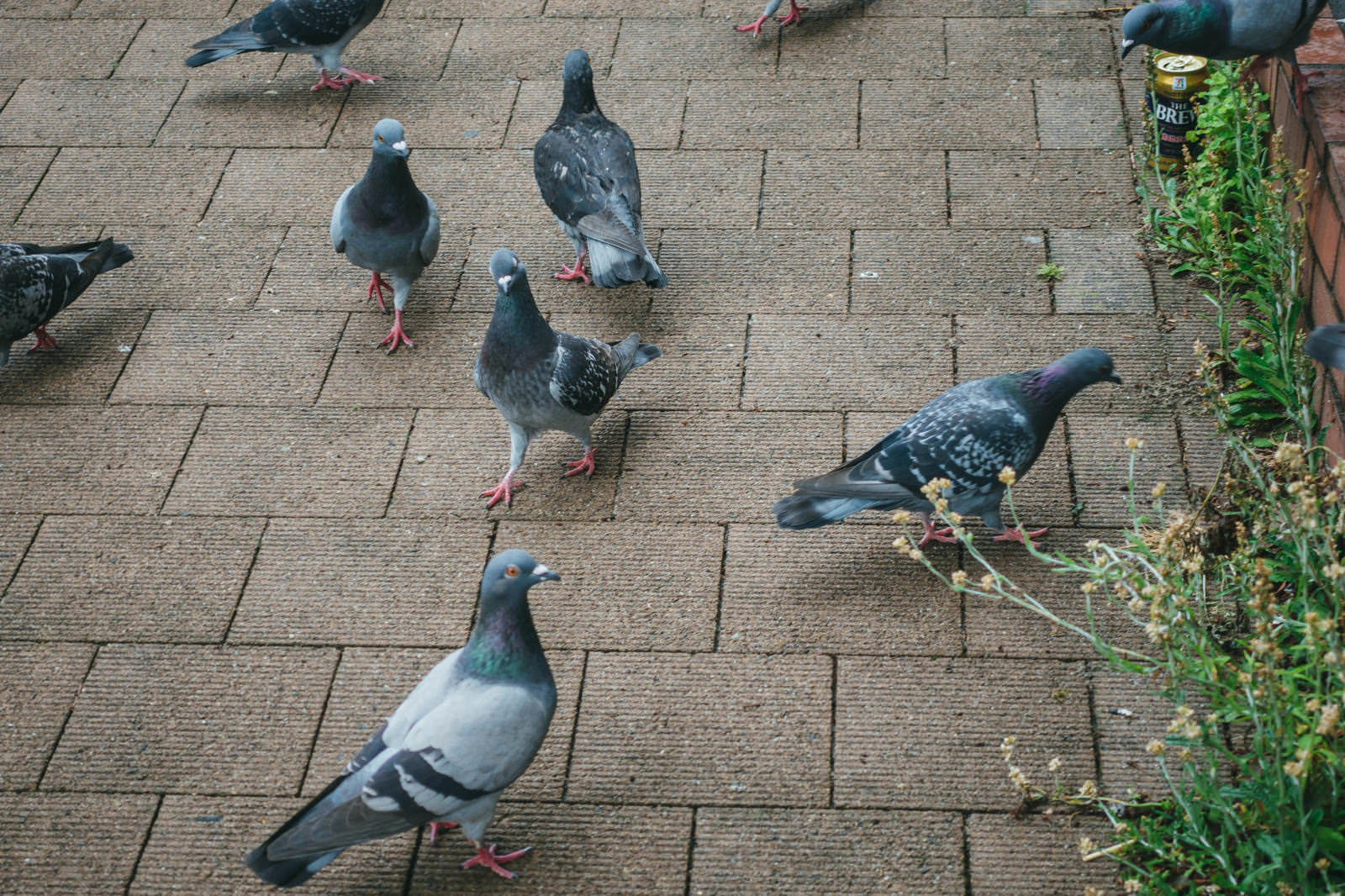 路上に群れをなして留まる複数の鳩たち