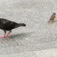 舗装路上で出会う鳩と雀の写真