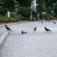 西大久保公園で休む多数の鳩たちの群れの写真