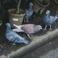 荒れた植木鉢の周りで休む鳩たちの写真