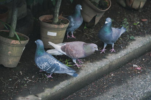 荒れた植木鉢の周りで休む鳩たち