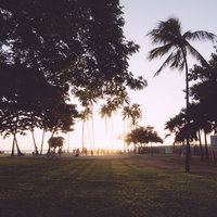 夕日に染まるヤシの木とビーチ沿いの公園の写真