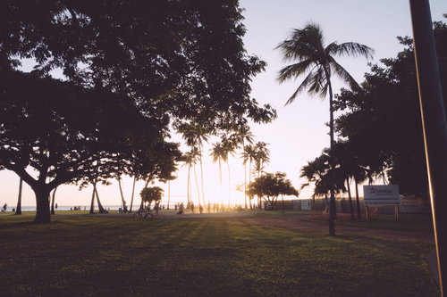 夕日に染まるヤシの木とビーチ沿いの公園