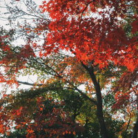 秋に色付く鮮やかなもみじの葉と緑の枝葉が茂る自然風景の写真