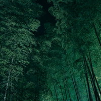 薄暗い光に包まれた竹林の竹の幹が作り出す縦線の写真