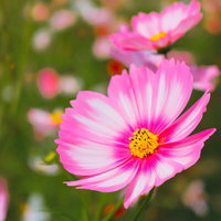大きく開いたピンク色のコスモスの花。秋桜の開花時期の写真