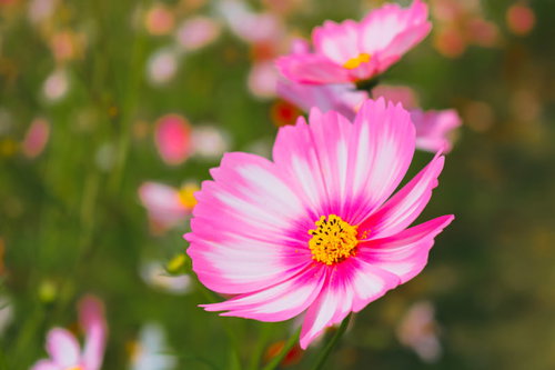 大きく開いたピンク色のコスモスの花。秋桜の開花時期