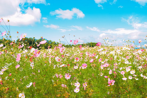 快晴の下に広がるコスモス畑