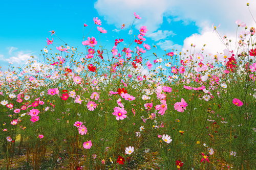 快晴の空の下に咲くピンクと白のコスモス畑