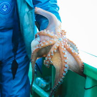 青い作業着の腕に纏わりつく水蛸の釣獲物の写真