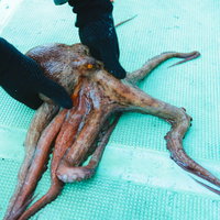 吸盤で床にへばりつく水蛸の写真