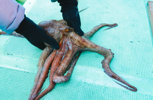 吸盤で床にへばりつく水蛸