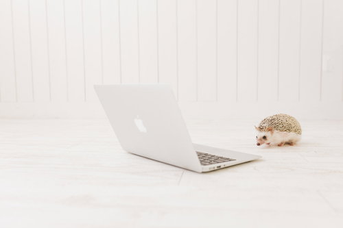 既読がつくのをじっと待っているハリネズミ