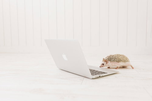 何もしていないのにノートパソコンが動かなくて焦るエンジニア（ハリネズミ）