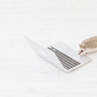 白いノートパソコンの前で仕事をする小さなエンジニア（ハリネズミ）の写真