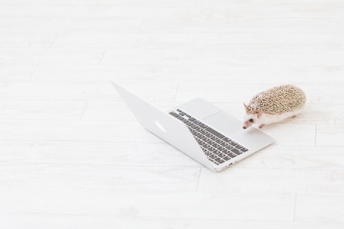 白いノートパソコンの前で仕事をする小さなエンジニア（ハリネズミ）