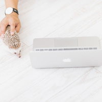 無線マウスかと思ったらハリネズミだったの写真