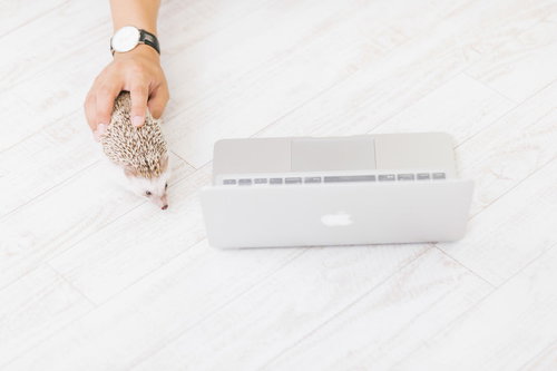 無線マウスかと思ったらハリネズミだった