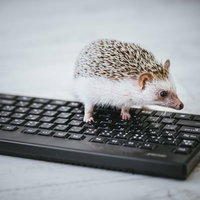 データ入力中のハリネズミ部長がキーボードの上で作業中の写真