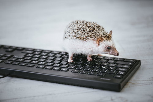 データ入力中のハリネズミ部長がキーボードの上で作業中