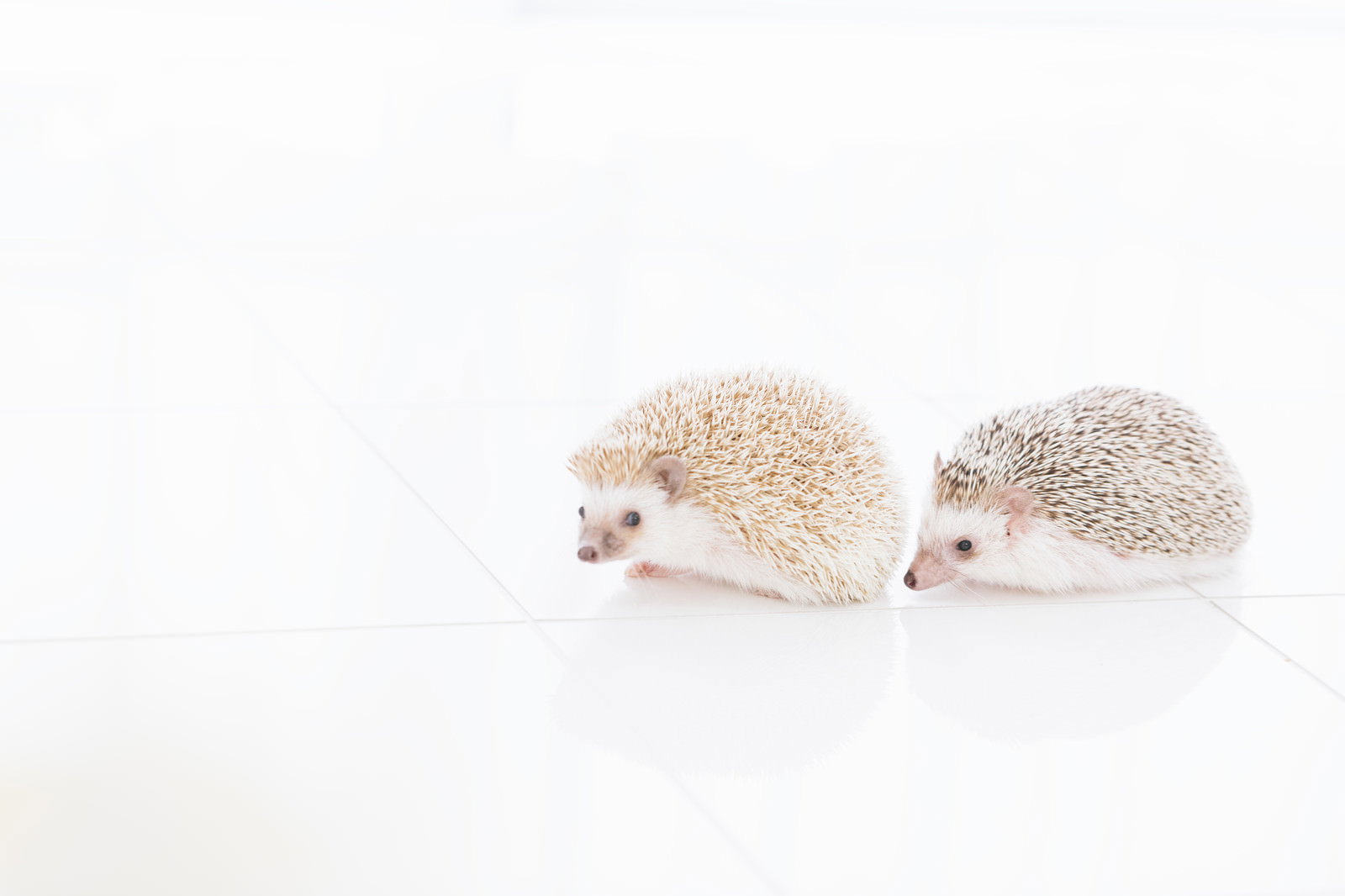白い背景で寄り添う2匹の小さなハリネズミ
