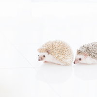 白い背景で寄り添う2匹のハリネズミの写真