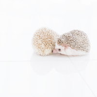 白い背景で身を寄せ合う二匹のハリネズミの写真