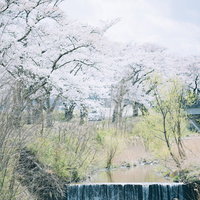 笹原川沿いの千本桜、満開の桜並木と青空の写真
