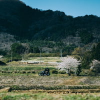 満開の桜並木の中を走るバイクツーリング（笹原川千本桜）の写真