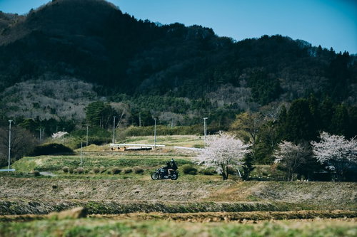 満開の桜並木の中を走るバイクツーリング（笹原川千本桜）