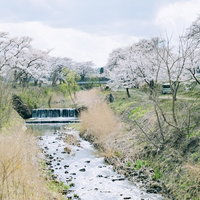 笹原川沿いに咲き誇る満開の千本桜、春の風景の写真