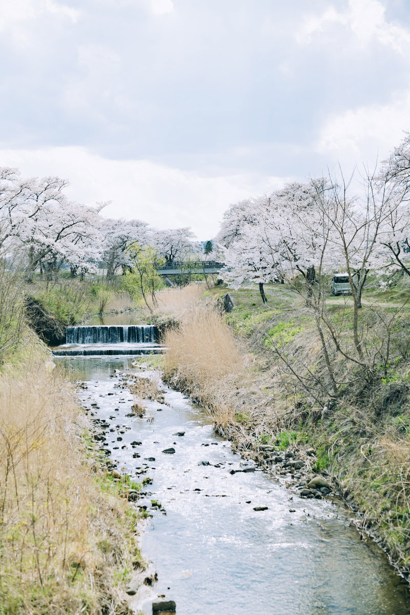 笹原川の両岸に満開の桜が咲き誇る千本桜の風景