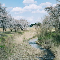 青空の下、笹原川沿いに続く満開の桜並木（笹原川千本桜）の写真