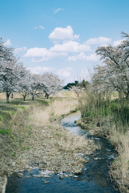 青空の下、笹原川沿いに続く満開の桜並木（笹原川千本桜）