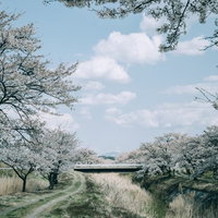 青空に白い雲が浮かぶ笹原川千本桜の満開の桜並木の写真