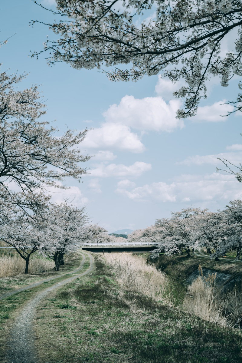 笹原川千本桜の満開の桜並木と青空