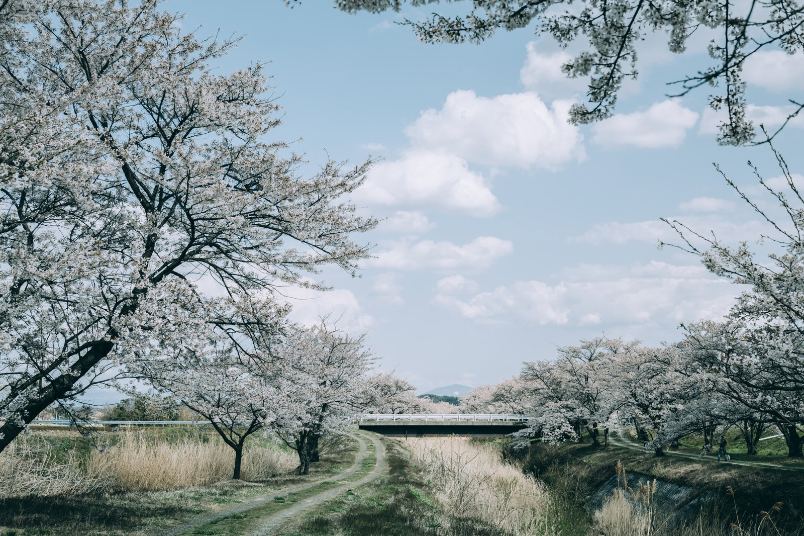 道路沿いに満開の桜が咲き誇る笹原川千本桜の風景
