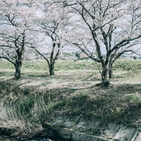 笹原川沿いの満開の桜と清流の写真