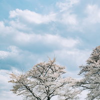 緑の草原に佇む満開の桜、青空と白い雲が浮かぶ春の風景の写真